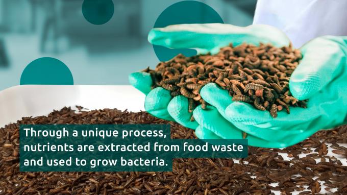 Revolutionizing Waste: Transforming   Food Scraps into Fish Feed in Congo